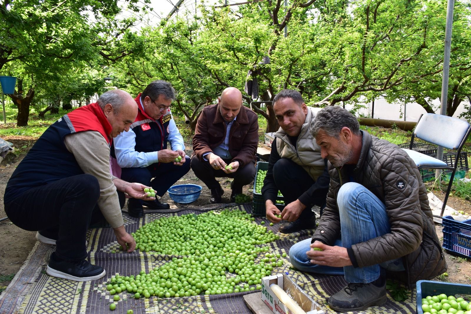 Kıravga bölgesinde örtü altı turfanda can eriği için sezonun ilk hasadı düzenlenen etkinlikle gerçekleştirildi.