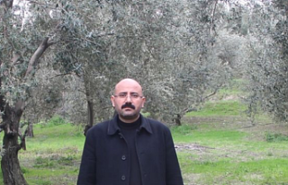 Mut Zeytin Üreticilerinin Çözüm Çağrısı: "Zeytin...