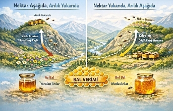 Arılığın Konumunun Bal Verimine Etkisi