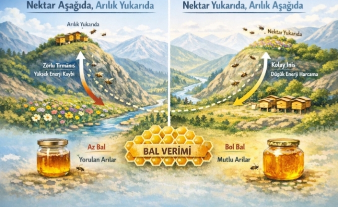 Arılığın Konumunun Bal Verimine Etkisi